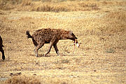 Picture 'KT1_33_15 Gazelle, Hyena, Spotted Hyena, Thomsons Gazelle, Tanzania, Ngorongoro'